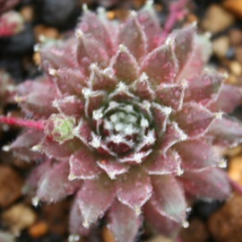 `F[tXgAZyrE-Sempervivum Cherry Frost