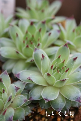 ejAiAZyrE-Sempervivum Mentenianum