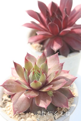 {AbgAZyrE-Sempervivum Boalet