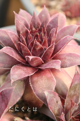 hAZyrE-Sempervivum DOLO