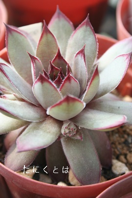 zbsAZyrE-Sempervivum Hopi