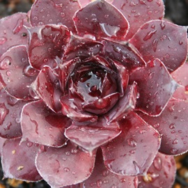 t_[XpbVAZyrE-Sempervivum Flanders Passion