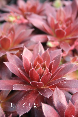 XvCgAZyrE-Sempervivum Splite