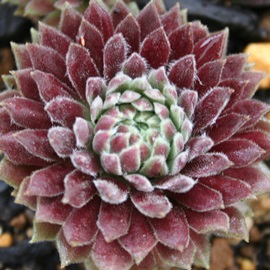 N\xxbgAZyrE-Sempervivum Crimson velvet