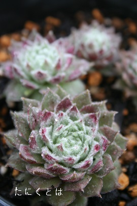 oAZyrE-Sempervivum Buyan