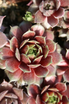 nbs[AZyrE-Sempervivum Happy