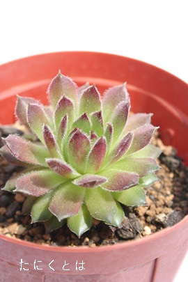 guAZyrE-Sempervivum Tomevlone