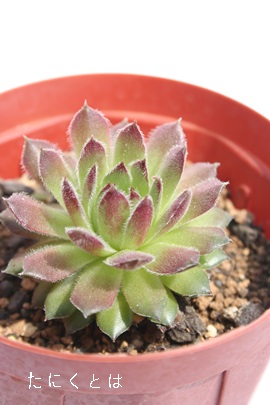 guAZyrE-Sempervivum Tomevlone