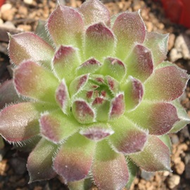 guAZyrE-Sempervivum Tomevlone