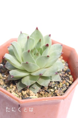 `bvgbvAZyrE-Sempervivum Tip Top