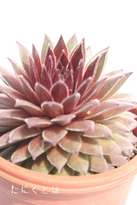 n[gAZyrE-Sempervivum Heart