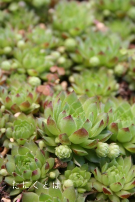 loeZAZyrE-Sempervivum Nevatence