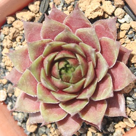 AgrIZEwCbqAZyrE-Sempervivum AtorovioraseumHinlih