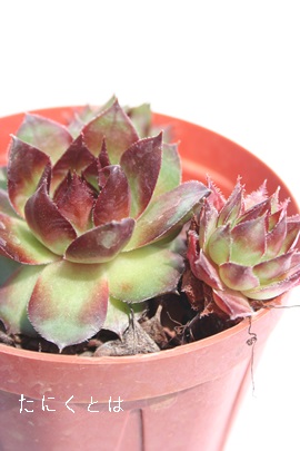 p[fB[YAZyrE-Sempervivum Purdys70-40