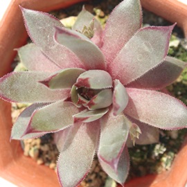 A}_AZyrE-Sempervivum Amanda