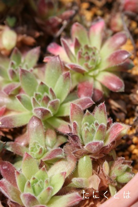 Xgx[xxbgAZyrE-Sempervivum Strowberry Velvet