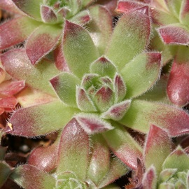 Xgx[xxbgAZyrE-Sempervivum Strowberry Velvet