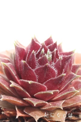 O[_AZyrE-Sempervivum Groodum