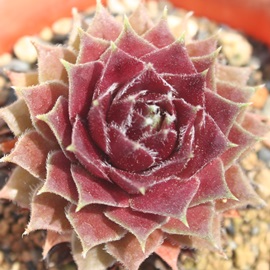 O[_AZyrE-Sempervivum Groodum