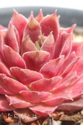xg[YAZyrE-Sempervivum BellotsPoyrpe