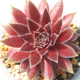 bhG[XAZyrE-Sempervivum Red Ace