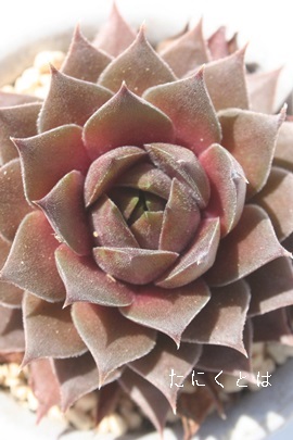 I[h[YAZyrE-Sempervivum Old Rose