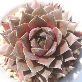 I[h[YAZyrE-Sempervivum Old Rose