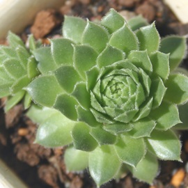 f[NIuEBU[AZyrE-Sempervivum duke of windsor