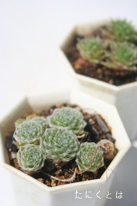 GJ[\gAZyrE-Sempervivum moercurlmesorit