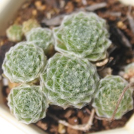 GJ[\gAZyrE-Sempervivum moercurlmesorit