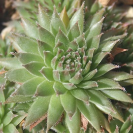 WFbgXg[AZyrE-Sempervivum jet steream