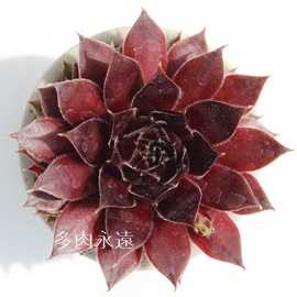 Wk_NAZyrE-Sempervivum Jeanne d'Arc