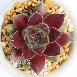 pVtBbNZNV[AZyrE-Sempervivum Pacific sexy