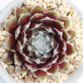 bhf^AZyrE-Sempervivum Red Delta