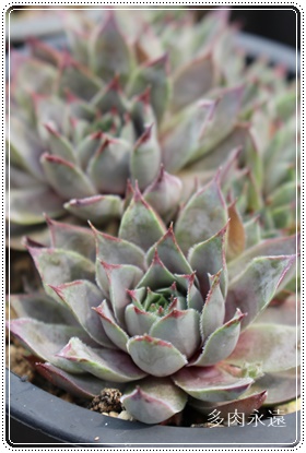 u[QCAZyrE-Sempervivum Blue gay