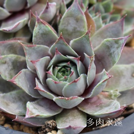 u[QCAZyrE-Sempervivum Blue gay