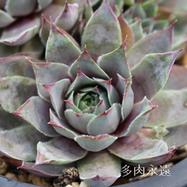 u[QCAZyrE-Sempervivum Blue gay