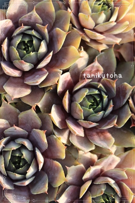 NEEBAAZyrE,Zy̔,ZyrEʔ,RA̔X,ZyrE͊Бi-Sempervivum Crown wilium