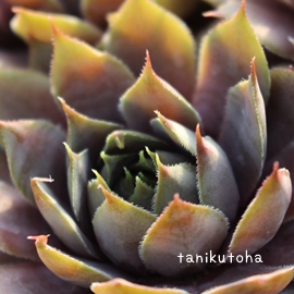 NEEBAAZyrE-Sempervivum Crown wilium