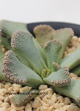 V,Ăɂ,AVӍgt,VӐB₵,Vӈĕ,VӒʔ,`^mvVX,-Titanopsis carvarea TENNYORIN,i@ɂƂcuctus and succulents onlineshop from japan-TANIKUTOHA