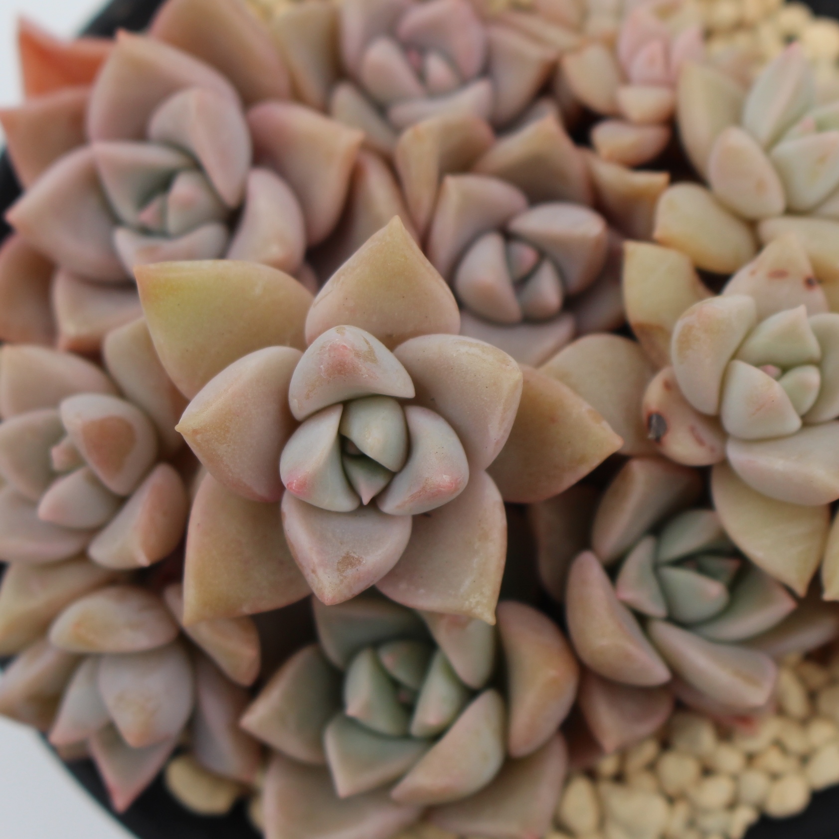 AꂢAZ_-Sedum 'Golden Glow'