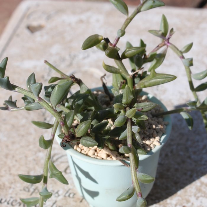 ドルフィンネックレス セネシオ属 セネシオの通販 セネシオの育て方増やし方 Senecio Rowleyanus 多肉永遠 たにくとはcuctus And Succulents Onlineshop From Japan Tanikutoha